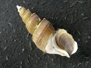 貝殻標本「ネジヌキバイw/o（少産）」