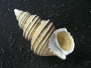 貝殻標本「オオカラフトバイw/o（少産）」