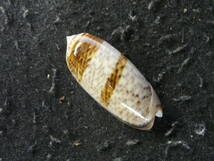 貝殻標本「ヌメリマクラ（帯型・美！！）」_画像2