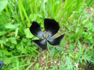 種　黒い花のポピー　ブラックマジック　50粒　／タネ　たね