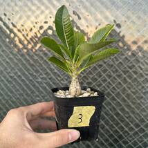 10-3 Pachypodium baronii var. windsorii 2株セット　パキポディウム ウィンゾリー [検] グラキリス イノピナツム コーデックス _画像3