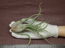 Tillandsia caput-medusae チランジア・カプトメデューサエ★エアプランツEP★第四種送料別途★税別1円～!!_画像1