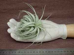 Tillandsia chapeuensis v.turriformis チランジア・チャペウエンシス チュリフォルミス■エアプランツEP★第四種送料別途★税別1円～!!