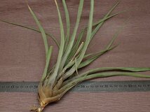 Tillandsia pugiformis チランジア・プギフォルミス★エアプランツEC★第四種送料別途★税別1円～!!_画像2