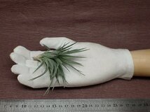 Tillandsia stricta 'Purple Haze' チランジア・ストリクタ パープルヘイズ★エアプランツTI★第四種送料別途★税別1円～!!_画像1