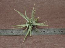 Tillandsia diaguitensis x T.xiphioides ディアグイテンシスxクシフィオイデス●エアプランツPR★第四種送料別途★税別1円～!!_画像3