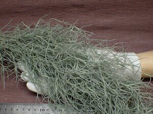 Tillandsia usneoides チランジア・ウスネオイデス●エアプランツ★第四種送料別途★税別1円～!!