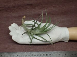 Tillandsia aeranthos v.aemula チランジア・アエラントス アエムラ●エアプランツ★第四種送料別途★税別1円～!!