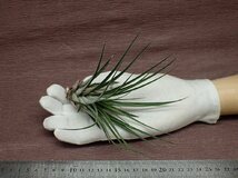 Tillandsia velutina x T.fasciculata チランジア・ベルティナxファシクラータ★エアプランツEP★第四種送料別途★税別1円～!!_画像1