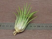 Tillandsia ionantha 'Predator' チランジア・イオナンタ プレデター★エアプランツRF★第四種送料別途★税別1円～!!_画像2