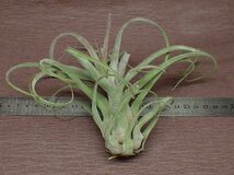 Tillandsia balbisiana x T.streptophylla チランジア・バルビシアナxストレプトフィラ●エアプランツ★第四種送料別途★税別1円～!!_画像2