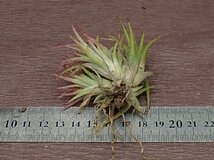 Tillandsia ionantha Mexico チランジア・イオナンタ メキシコ★エアプランツDF★第四種送料別途★税別1円～!!_画像2