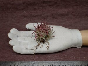 Tillandsia ionantha Mexico チランジア・イオナンタ メキシコ★エアプランツDF★第四種送料別途★税別1円～!!