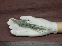 Tillandsia disticha Giant Gray form ディスティカ ジャイアントグレーフォーム★エアプランツDF★第四種送料別途★税別1円～!!_画像1