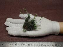 Tillandsia tricholepis チランジア・トリコレピス★エアプランツBS★第四種送料別途★税別1円～!!_画像1