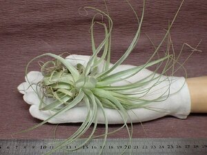 Tillandsia gardneri チランジア・ガルドネリ★エアプランツCO★第四種送料別途★税別1円～!!