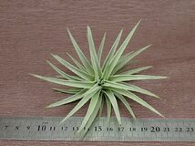 Tillandsia didisticha チランジア・ディディスティカ★エアプランツEP★第四種送料別途★税別1円～!!_画像3