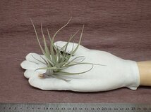 Tillandsia aeranthos 'Ultra Violet' チランジア・アエラントス ウルトラバイオレット★エアプランツPR★第四種送料別途★税別1円～!!_画像1