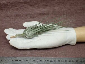 Tillandsia disticha Giant Gray form ディスティカ ジャイアントグレーフォーム★エアプランツDF★第四種送料別途★税別1円～!!