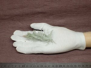 Tillandsia stellifera チランジア・ステリフェラ●エアプランツEP★第四種送料別途★税別1円～!!