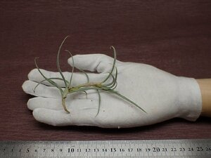 Tillandsia crocata 'Giant' チランジア・クロカータ ジャイアント★エアプランツTI★第四種送料別途★税別1円～!!