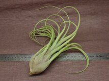 Tillandsia balbisiana x T.streptophylla チランジア・バルビシアナxストレプトフィラ●エアプランツDF★第四種送料別途★税別1円～!!_画像2