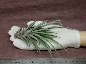 Tillandsia propagulifera チランジア・プロパグリフェラ●エアプランツBR★第四種送料別途★税別1円～!!