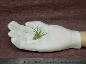 Tillandsia ionantha 'Albino' チランジア・イオナンタ アルビノ■エアプランツTI★第四種送料別途★税別1円～!!