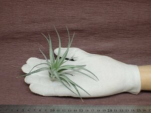 Tillandsia stricta 'Sterling' チランジア・ストリクタ スターリング★エアプランツTI★第四種送料別途★税別1円～!!