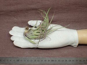 Tillandsia 'Eric Knobloch' チランジア エリックノブロック★エアプランツRF★第四種送料別途★税別1円～!!