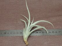 Tillandsia pseudomicans チランジア・シュードミカンス■エアプランツEP★第四種送料別途★税別1円～!!_画像2