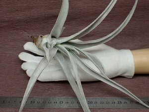 Tillandsia chiapensis Giant form チランジア・チアペンシス ジャイアントフォーム★エアプランツDF★第四種送料別途★税別1円～!!