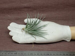 Tillandsia stricta 'Purple Haze' チランジア・ストリクタ パープルヘイズ●エアプランツTI★第四種送料別途★税別1円～!!