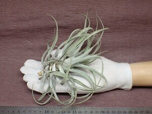 Tillandsia cacticola 'Thin Leaf' チランジア・カクティコラ 細葉タイプ●エアプランツEP★第四種送料別途★税別1円～!!