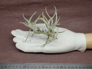 Tillandsia myosura giant form チランジア・ミオスラ ジャイアントフォーム★エアプランツPR★第四種送料別途★税別1円～!!