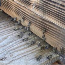 コムハニー 巣蜜入り 希少 日本ミツバチ 非加熱 生はちみつ 安全安心 抗生物質不使用 _画像8
