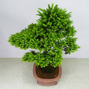 [ one . gardening ].. pine *....* middle goods bonsai * see respondent . sufficient * popular bonsai .. *