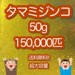 タマミジンコ 50g 紀州メダカ