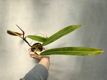 【vandaka】Philodendron bicolor フィロデンドロン バイカラー アロイド ペルー便_画像9