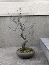 盆栽素材　梅「米良」　樹高約45ｃｍ_画像1