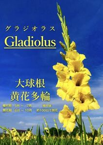 グラジオラス　大球根12個 黄色の花