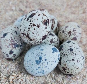 うずらの卵　色変わり並うずら　並うずら　混合有精卵　20個+3個　保証卵　高濃　鮮度抜群ほやほやの卵　