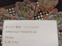 1114-fw301 スターマーク16個 ☆多肉植物　エケベリア　韓国 　 送料設定に変更があります、入札前に商品説明を確認してください。_画像3