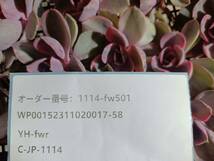 1114-fw501 レインボー錦30個 ☆多肉植物　エケベリア　韓国 　 送料設定に変更があります、入札前に商品説明を確認してください。_画像3