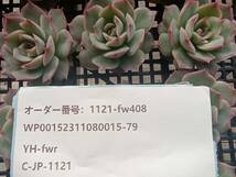 1121-fw408 ピンクチップス16個 ☆多肉植物　エケベリア　韓国_画像3
