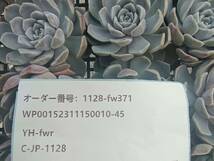 1128-fw371 タイニーバーガー25個 ☆多肉植物　エケベリア　韓国_画像3