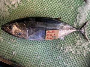 【長崎産】　本ヨコ（クロマグロの子供）（2.3ｋ）冷凍　刺身用 