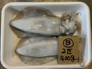 【和歌山産】　アオリイカ（2匹　400ｇ）刺身用　冷凍　B