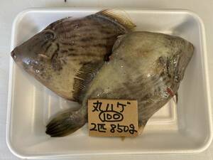 【和歌山産】 　カワハギ・丸ハゲ　（2匹で850ｇ）　冷凍　刺身OK　100