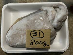 【和歌山産】　甲イカ・マイカ・ハリイカ（800ｇ）刺身用　冷凍　31